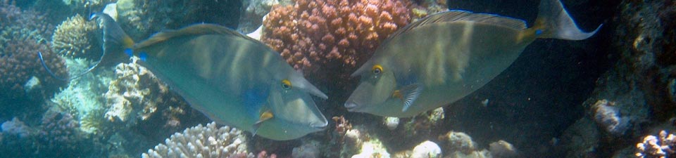 Am Strand sowie unter Wasser ein Paradies, finden Taucher und Fische